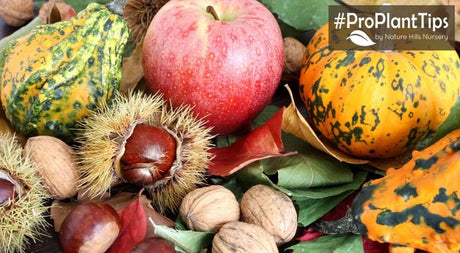 Fruit Trees to Plant for an October Harvest! - Nature Hills Nursery