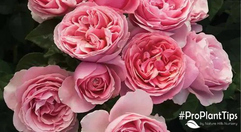 Grandiflora Roses: What Are They and How to Care for Them - Nature Hills Nursery