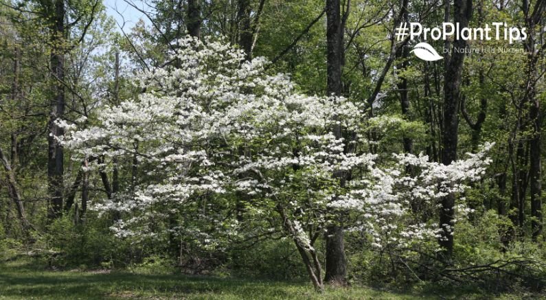 History Of The Dogwood Tree - Nature Hills Nursery