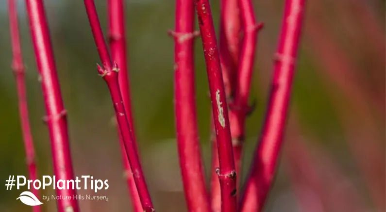 How To Care For Dogwood Shrubs - Nature Hills Nursery