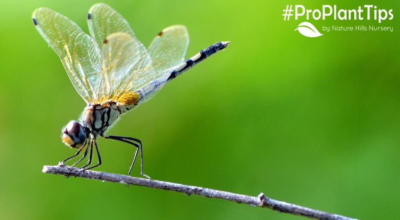 How to Get Rid of Mosquitoes? Dragonflies to the Rescue! - Nature Hills Nursery