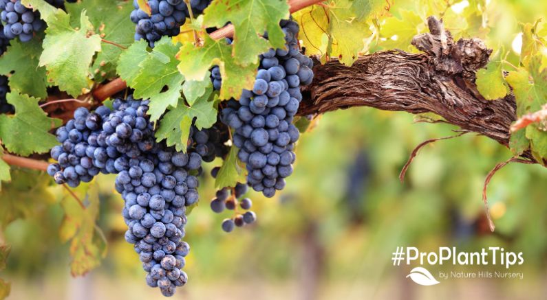 How to Grow and Take Care of Grape Vines! - Nature Hills Nursery