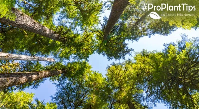 How To Identify Evergreen Trees Part 2: The Hemlock Tree! - Nature Hills Nursery