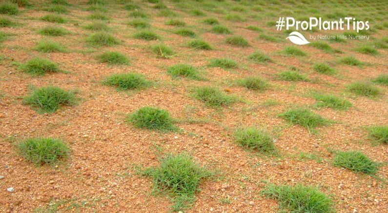 How to Plant Grass Plugs in 3 Easy Steps - Nature Hills Nursery