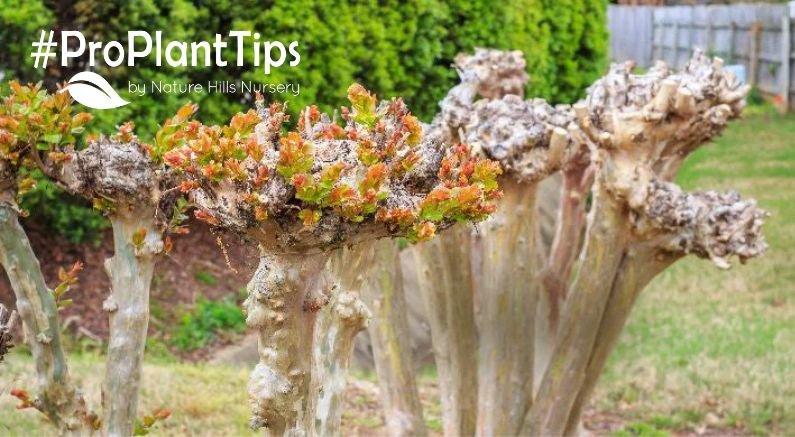How To Prune Crape Myrtles Without Murdering Them - Nature Hills Nursery