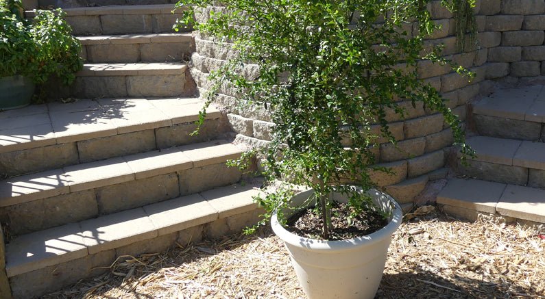 How To Repot Your Container Grown Fruit Trees - Nature Hills Nursery