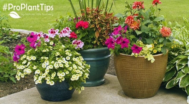 How to Tell When a Plant Needs Repotted - Nature Hills Nursery
