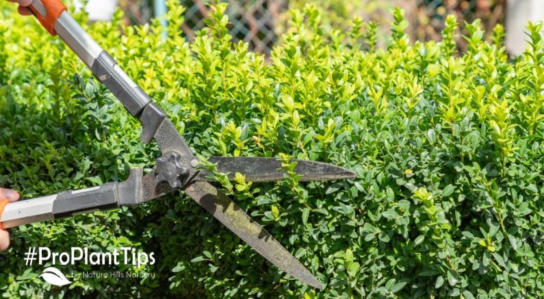 It May Be Time to Sharpen Your Mower Blades - Nature Hills Nursery