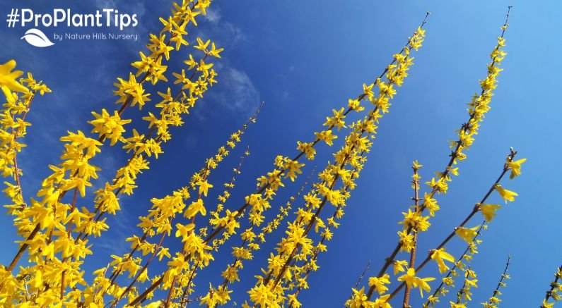 June Gardening Tips For Zones 4 & 5 - Nature Hills Nursery