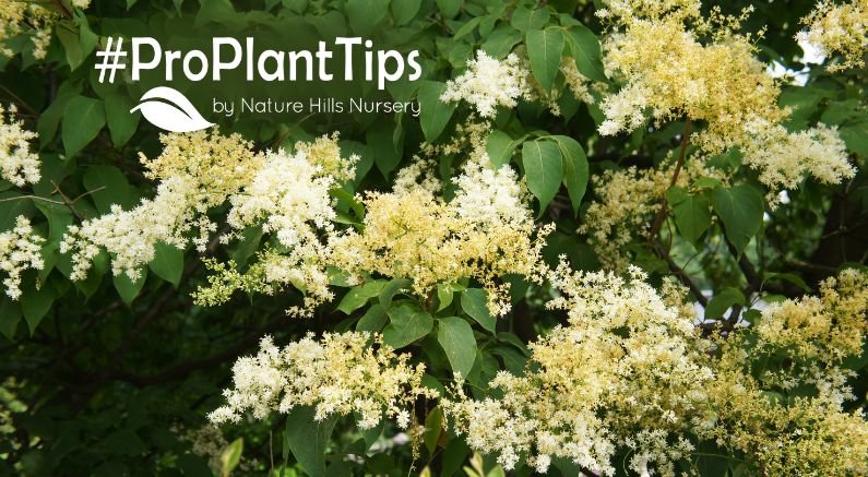 grow and care for japanese lilac trees