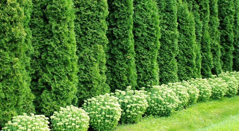 Learn More About Arborvitae, the Tree of Life - Nature Hills Nursery