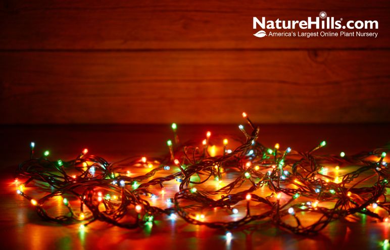 Light Up The Garden This Holiday Season! - Nature Hills Nursery