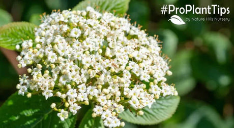 Nature Hills Top 5 Amazing Viburnum Shrubs & Their Care! - Nature Hills Nursery