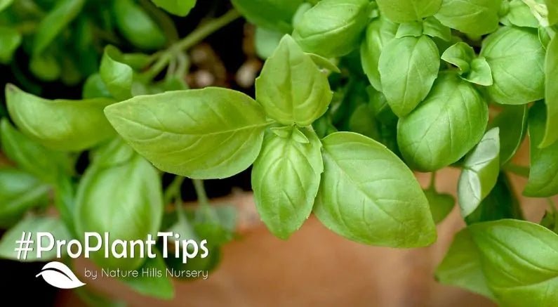 New Herbs to Drool Over for 2022! - Nature Hills Nursery