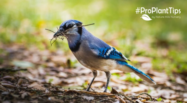 Offer Blue Jays Egg Shells - Nature Hills Nursery