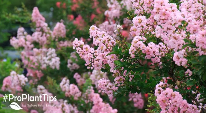 Our Perfect Christmas Plant Wishlist! - Nature Hills Nursery