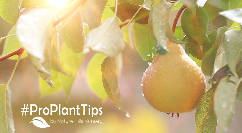 Pear Trees: Planting and Care For The Most Fruit! - Nature Hills Nursery
