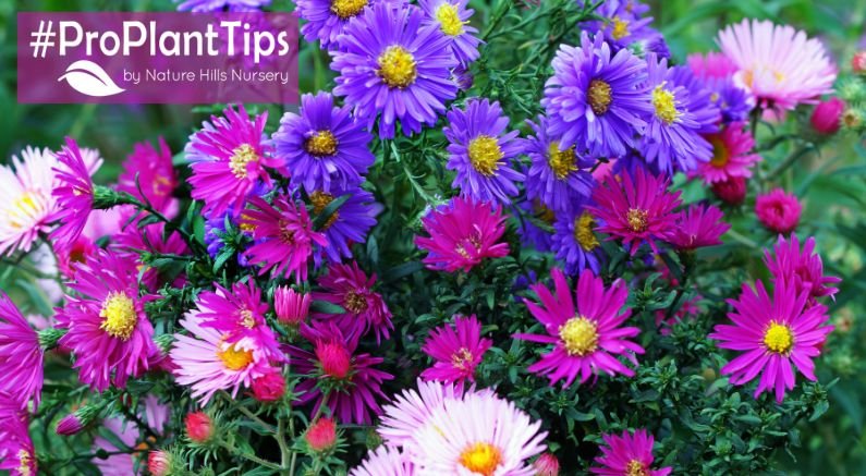 Perennials to Plant for Fall Color Every Year! - Nature Hills Nursery