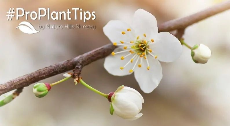 Phenology - Use Science to Plan Your Garden! - Nature Hills Nursery