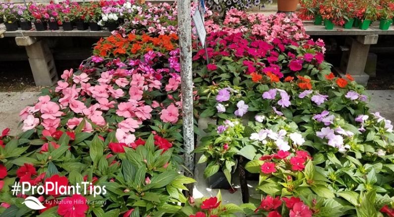 Pick your color… - Nature Hills Nursery