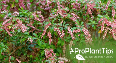 check out top Pieris at naturehills.com
