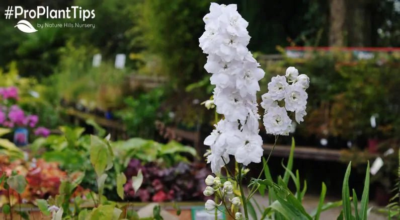Pinching Back Plants - Nature Hills Nursery