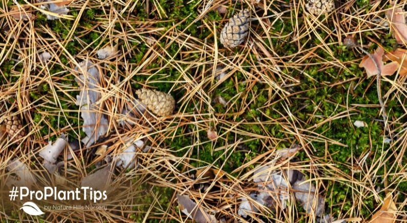 Pine Needles Make Great Mulch - Nature Hills Nursery