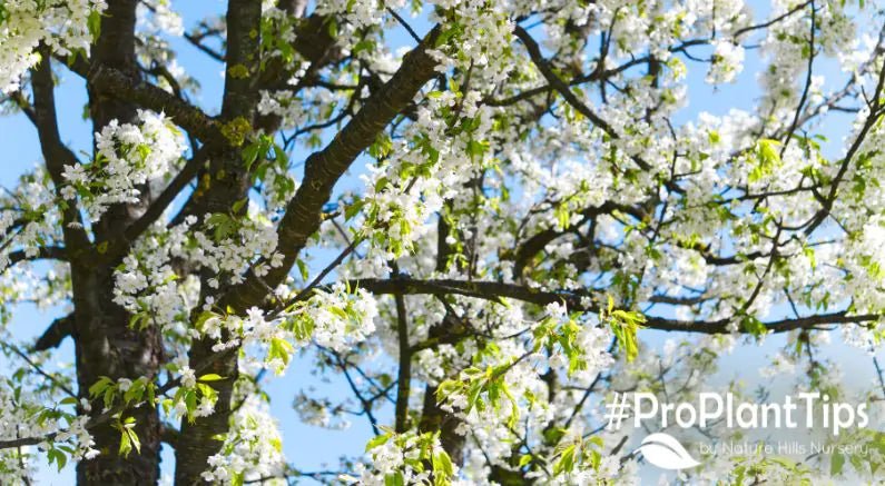 Planting and Caring For Serviceberry Shrubs - Nature Hills Nursery