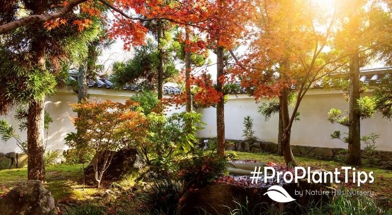 Pre-Planned Full Sun Garden Recipes for Success - Nature Hills Nursery