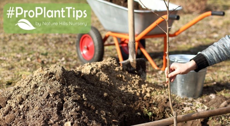 #ProPlantTips on Planting Fruit Trees - Nature Hills Nursery
