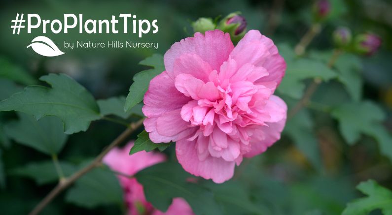 shop rose of sharon at nature hills