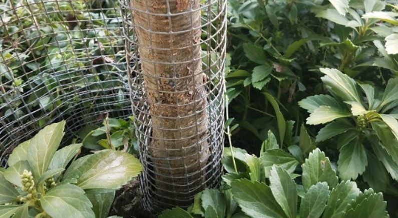 Protect Trunks of Young, Newly Planted Trees - Nature Hills Nursery