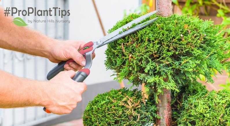 Pruning Arborvitae - Nature Hills Nursery