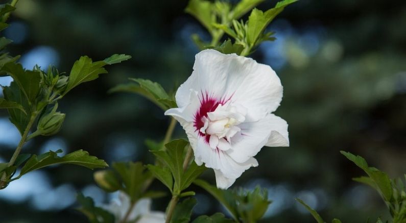 Pruning Hibiscus - Nature Hills Nursery