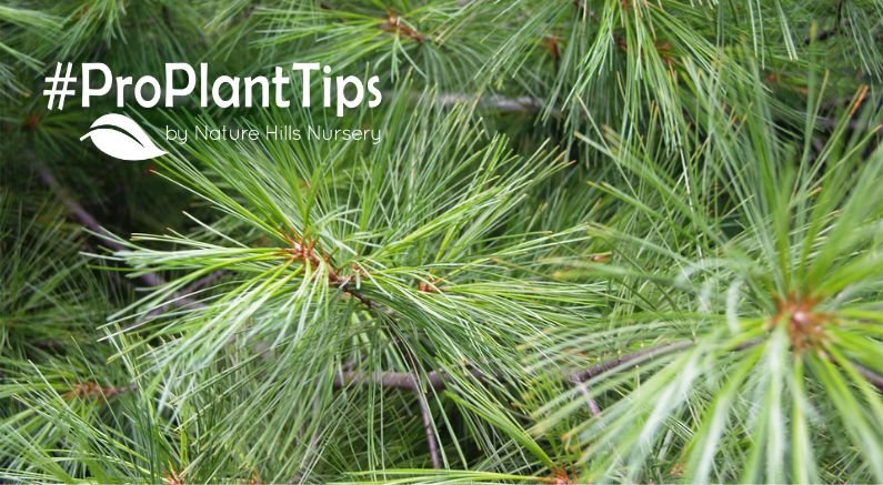Pruning Pine Trees - Nature Hills Nursery