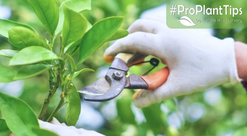 Pruning & Trimming Apple Trees - Nature Hills Nursery