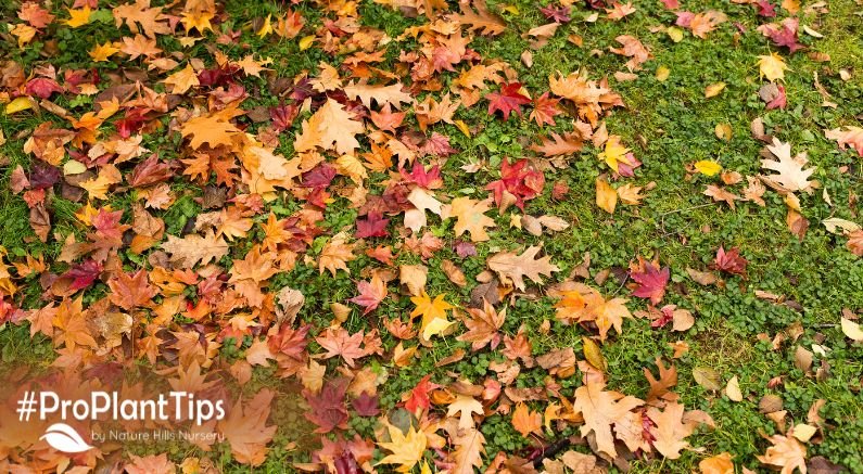 Put Away Your Lawn Rake - Nature Hills Nursery