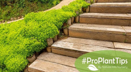 Sedum: Your Yard’s Greatest Companion - Nature Hills Nursery
