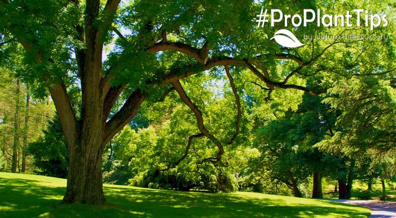 Shade Trees: Using Plants to Cool Your World - Nature Hills Nursery