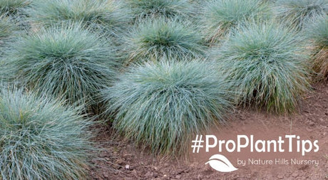 Shortest Ornamental Grasses For Small-Space Landscaping! - Nature Hills Nursery