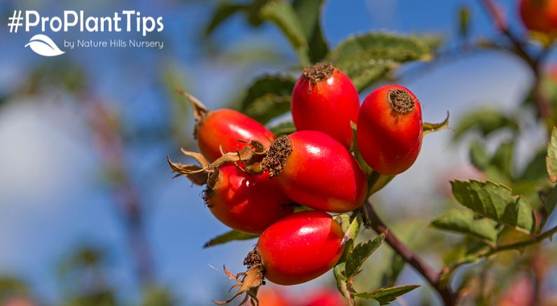 Should You Remove Rose Hips - Nature Hills Nursery