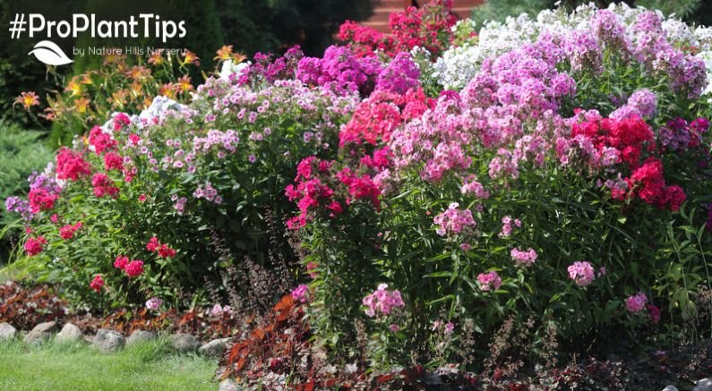 Tall Garden Phlox, Round Two - Nature Hills Nursery