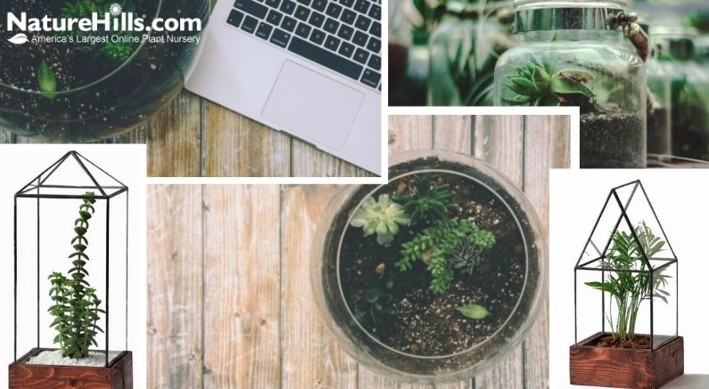 Terrariums For Plants & How To Build One! - Nature Hills Nursery