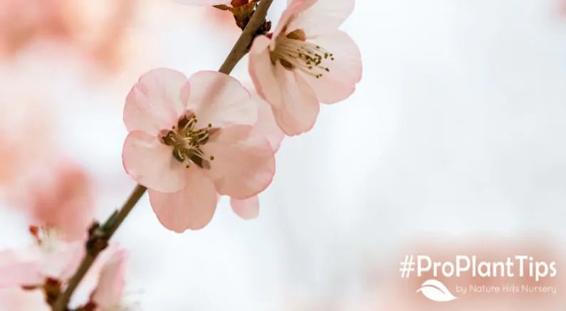 The 2024 Pantone Color of the Year Is Here! - Nature Hills Nursery