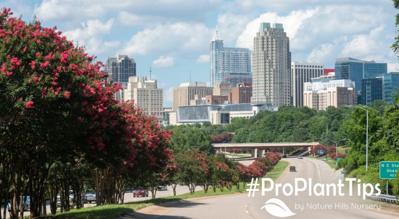 The Best Plants For Raleigh: Gardening In North Carolina - Nature Hills Nursery