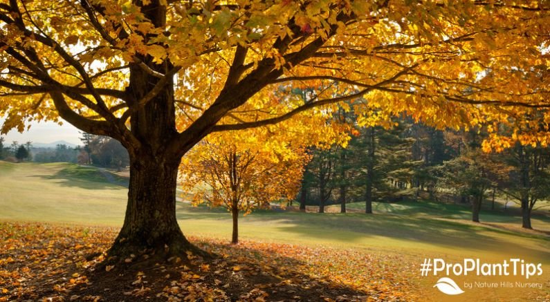 The Differences in Maple Tree Varieties! - Nature Hills Nursery