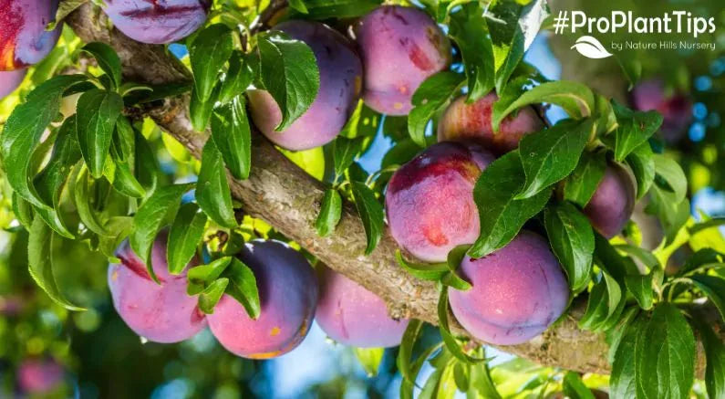 The Methley Plum, One of Nature's Best - Nature Hills Nursery