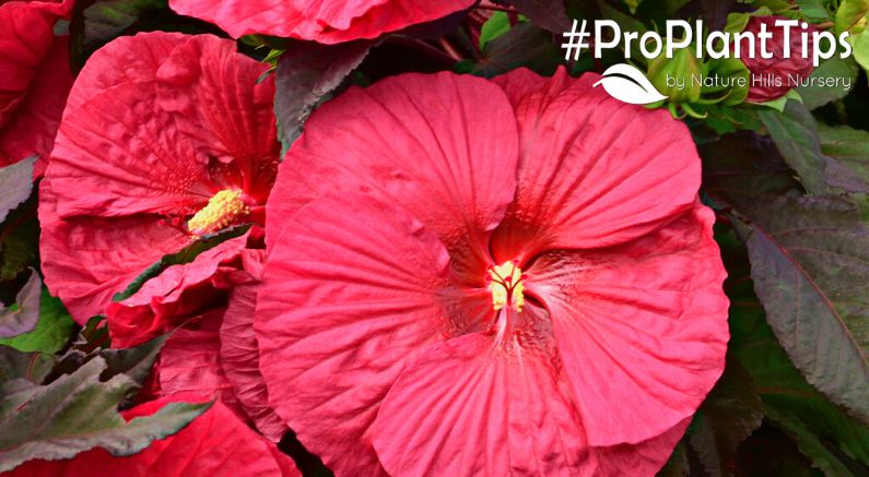 There's Just Something About a Hardy Hibiscus! - Nature Hills Nursery