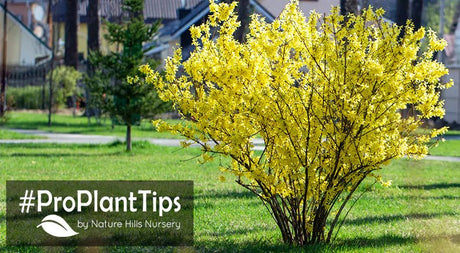 Timing for Pruning Flowering Shrubs - Nature Hills Nursery