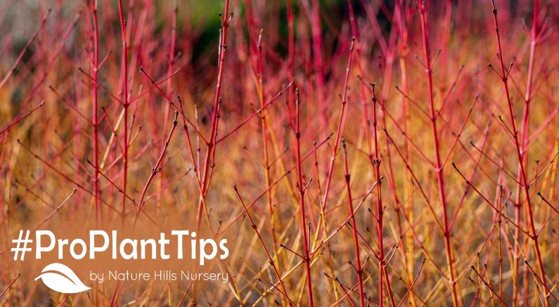 Top 10 Dogwood Shrubs: Bright Stems Light Up Winter Gardens! - Nature Hills Nursery